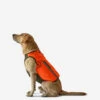 Gilet De Protection Pour Chien Supertrack 2 Gilet De Protection Pour Chien Supertrack -Aventure Soldes gilet de protection pour chien supertrack