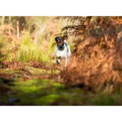 PACK COLLIER + TÉLÉCOMMANDE DE DRESSAGE POUR CHIEN NUM'AXES CANICOM 1500 9 PACK COLLIER + TÉLÉCOMMANDE DE DRESSAGE POUR CHIEN NUM'AXES CANICOM 1500 -Aventure Soldes pack collier telecommande de dressage pour chien numaxes canicom 1500 3